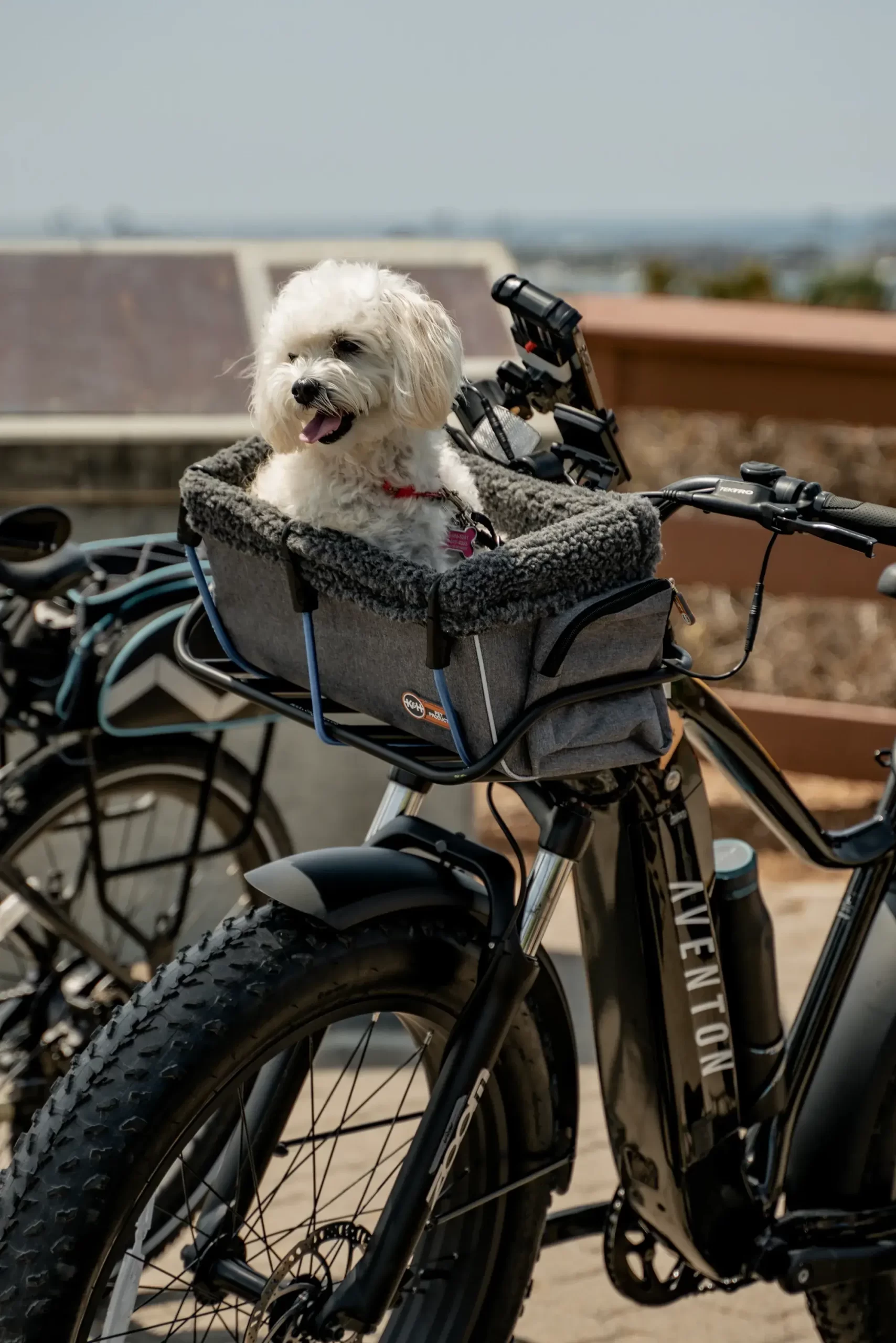 دوچرخه سواری با سگ